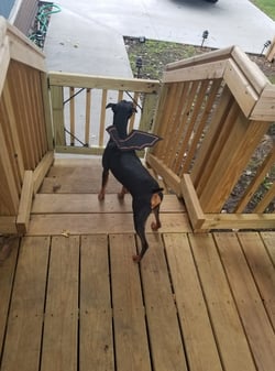 John's dog, Sinbad, in a bat costume for Halloween.