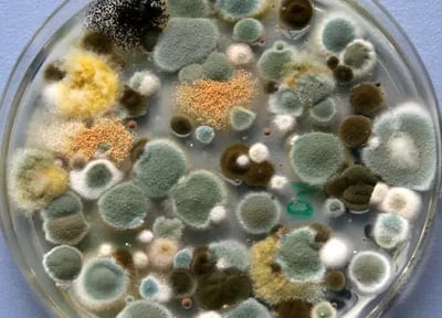 A variety of green, white, yellow, brown, and black molds in a petri dish.